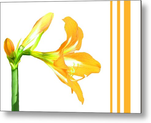 Lily Metal Print featuring the photograph Golden Lily by Rosalie Scanlon
