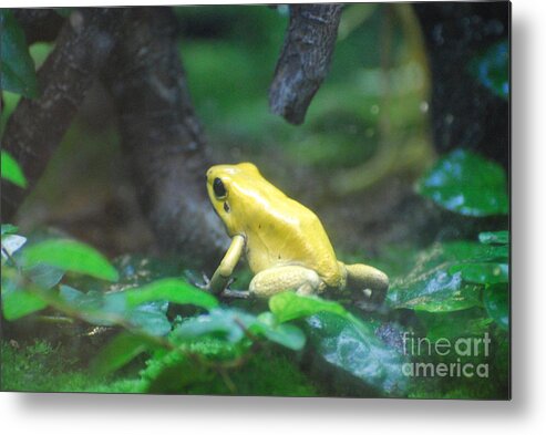 Frog Metal Print featuring the photograph Golden Poison Frog by DejaVu Designs