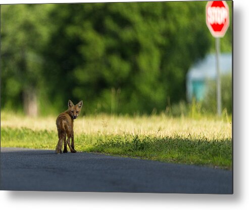 Red Fox Metal Print featuring the photograph Gonna Miss You by Everet Regal