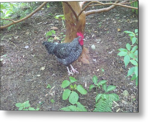 Rooster Metal Print featuring the painting Good Morning by Margaret Welsh Willowsilk