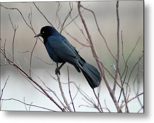 Nature Metal Print featuring the photograph Grackle by Kathy Gibbons