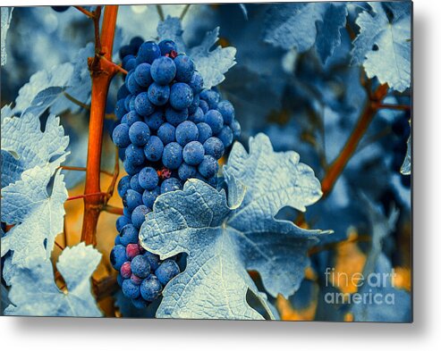 Blue Metal Print featuring the photograph Grapes - Blue by Hannes Cmarits