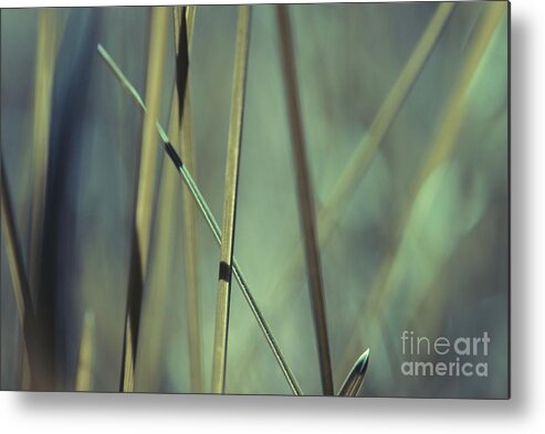 Green Metal Print featuring the photograph Grass Abstract - 03439gr by Variance Collections