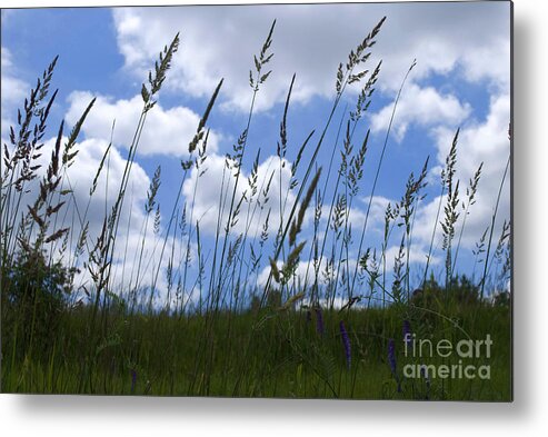 Landscape Metal Print featuring the photograph Grass Meets Sky by Bill Thomson