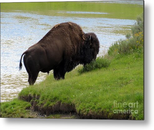 Yellowstone Metal Print featuring the photograph Grass On The Other Side. Yellowstone Bison by Ausra Huntington nee Paulauskaite