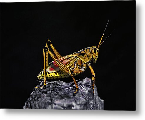 Animal Photography Metal Print featuring the photograph Grasshopper Portrait. Blue Cypress Lake by Chris Kusik