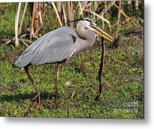 Heron Metal Print featuring the photograph Great Blue Heron And The Banded Water Snake by Kathy Baccari