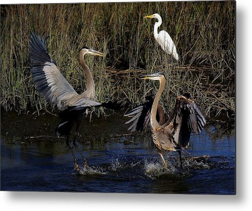 Egret Metal Print featuring the photograph Great Blue Heron Courtship by Paulette Thomas