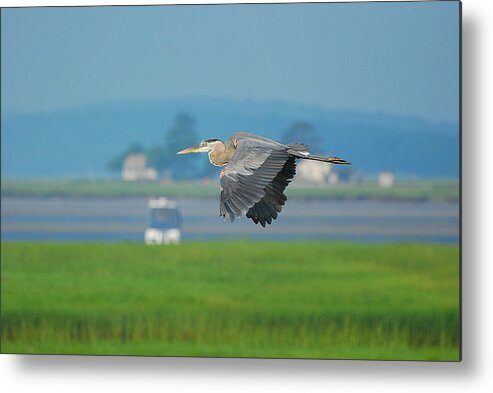 Great Blue Heron Metal Print featuring the photograph Great Blue heron by Nancy Landry