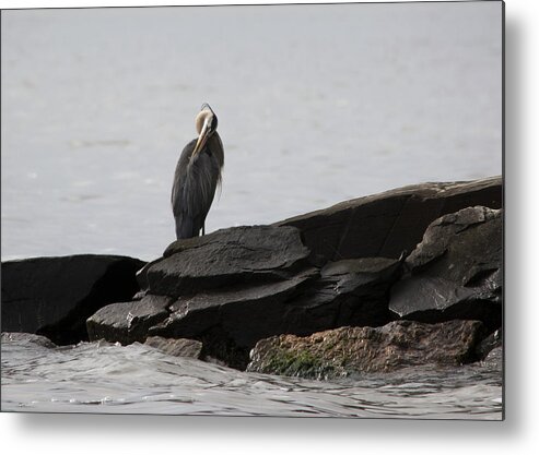 Great Blue Heron Metal Print featuring the photograph Great Blue Heron Preening by Rebecca Sherman