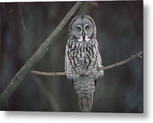 Feb0514 Metal Print featuring the photograph Great Gray Owl Portrait North America by Gerry Ellis