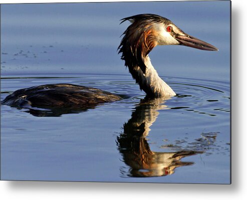 Animal Metal Print featuring the photograph Grebe at Sunset by Charles Lupica