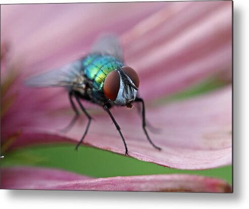 Fly Metal Print featuring the photograph Green Bottle Fly by Juergen Roth