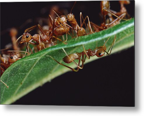 Feb0514 Metal Print featuring the photograph Green Tree Ants On Leaf by Mark Moffett