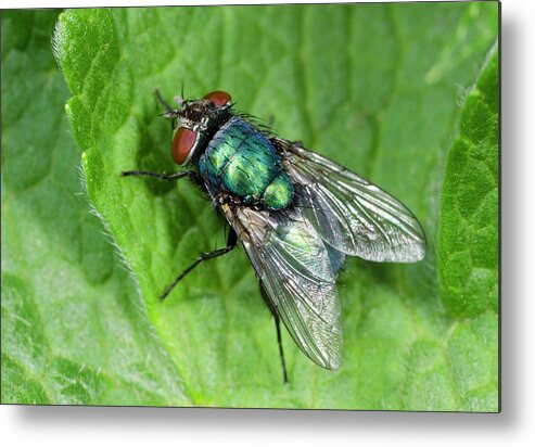 Insect Metal Print featuring the photograph Greenbottle by Nigel Downer