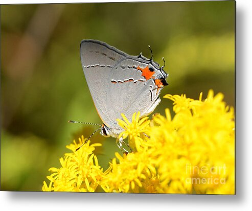 Butterfly Metal Print featuring the photograph Grey Hairstreak Butterfly by Kathy Baccari