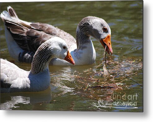 Geese Metal Print featuring the photograph Greylag Geese 20130512_64 by Tina Hopkins