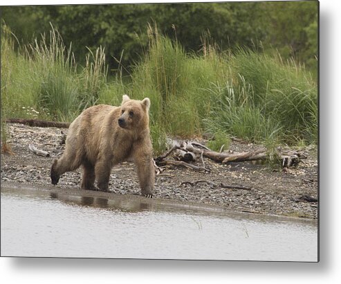 Alaska Metal Print featuring the photograph Grizzly by Dee Carpenter
