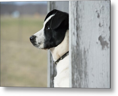 Pet Metal Print featuring the photograph Guard Dog by Holden The Moment