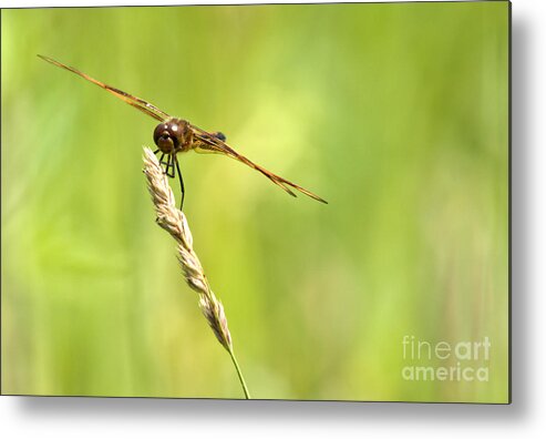 Tiger Striped Dragonfly Metal Print featuring the photograph Hang On by Cheryl Baxter