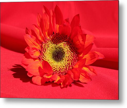 Happy Sunflower Metal Print featuring the photograph Happy Sunflower by Kume Bryant