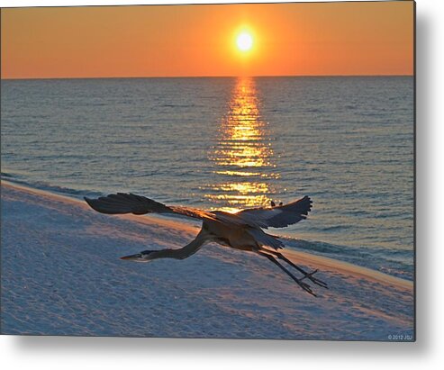 Sunrise Metal Print featuring the photograph Harry the Heron Takes Flight to Reposition His Guard over Navarre Beach at Sunrise by Jeff at JSJ Photography