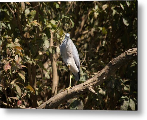 Australia Metal Print featuring the digital art Heron at Katherine Gorge by Carol Ailles