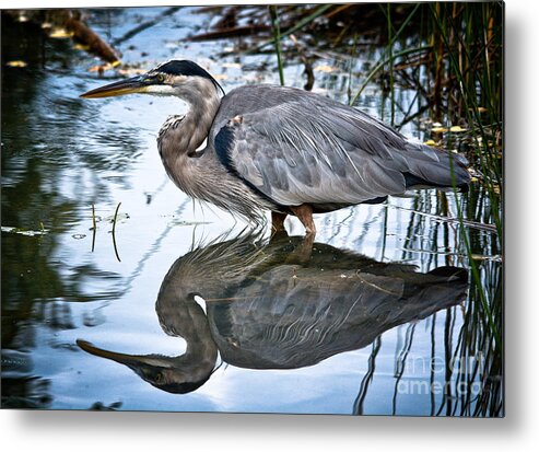 Ornithology Metal Print featuring the photograph Heron Reflecting by Cheryl Baxter