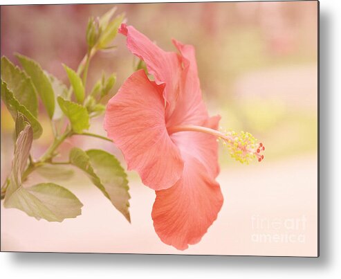 Flower Metal Print featuring the photograph Hibiscus in Pastel by Elaine Manley
