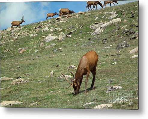 Jim Fillpot Metal Print featuring the photograph High Country Elk by Bon and Jim Fillpot