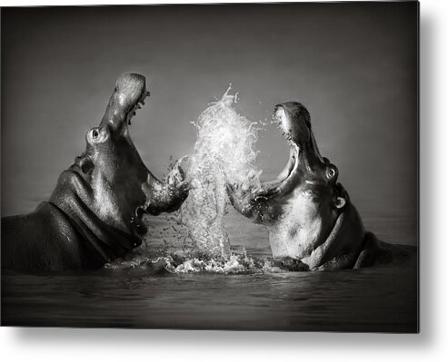 Hippo Metal Print featuring the photograph Hippo's fighting by Johan Swanepoel