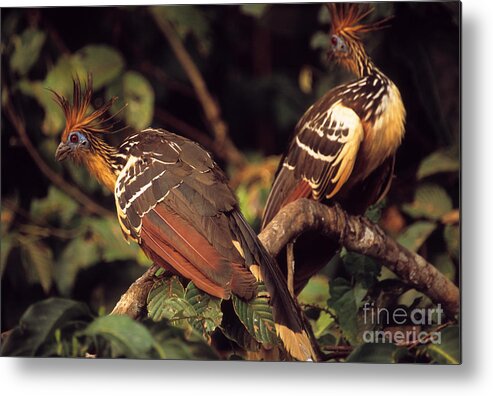 Bird Metal Print featuring the photograph Hoatzins by James Brunker