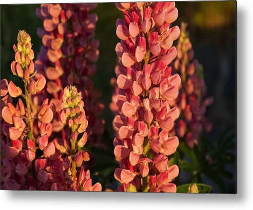 Lupin Metal Print featuring the photograph Hot Pink Lupines From My Mother's Garden by Georgia Mizuleva