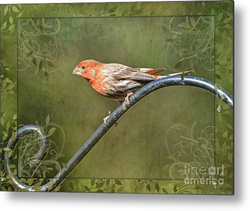 Nature Metal Print featuring the photograph House Finch on Guard III by Debbie Portwood