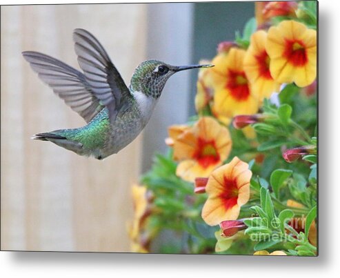 Hummingbird Metal Print featuring the photograph Hummingbird 4152 by Jack Schultz