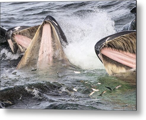 Flip Nicklin Metal Print featuring the photograph Humpback Whales Gulp Feeding Alaska by Flip Nicklin