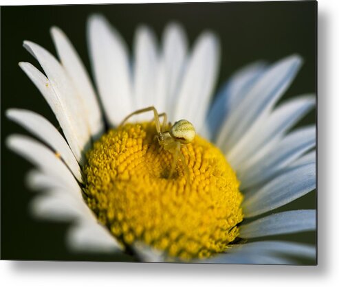 Macro Metal Print featuring the photograph I Have My Eyes on You by Dan Hefle