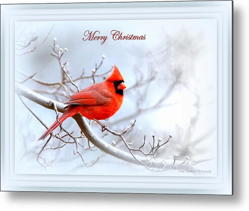 Cardinal Metal Print featuring the photograph Img 2559-29 by Travis Truelove