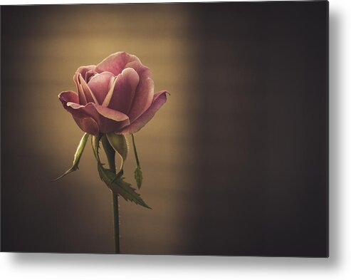 Rose Art Metal Print featuring the photograph In Bloom by Holly Groves