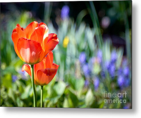 Flowers Metal Print featuring the photograph In The Garden by Kerri Farley