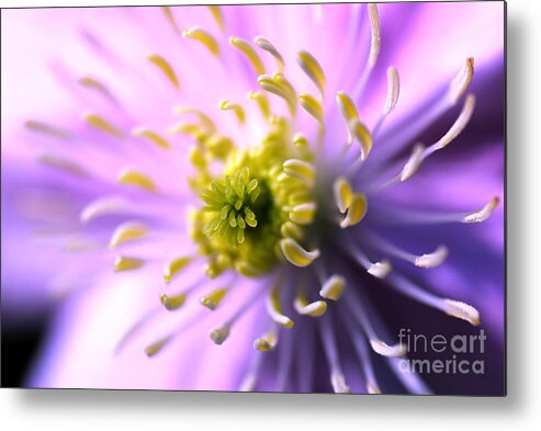 In The Sunshine Metal Print featuring the photograph Clematis 1 by Wendy Wilton