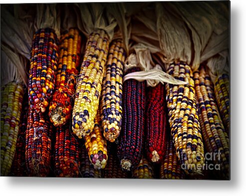 Corn Metal Print featuring the photograph Indian corn by Elena Elisseeva