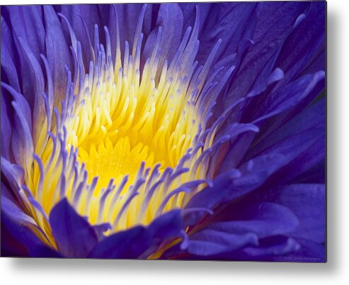 Water Lily Metal Print featuring the photograph Inner Light by Phil Abrams