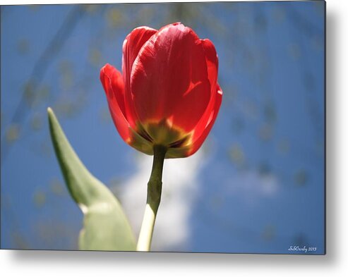Tulip Metal Print featuring the photograph Into the Sun I Seek by Susan Stevens Crosby
