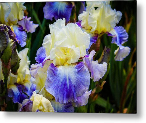 Iris Metal Print featuring the photograph Iris in blue and yellow by Patricia Babbitt