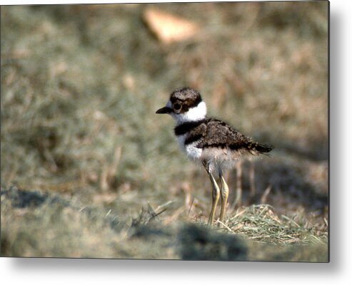 Names Of Birds Metal Print featuring the photograph Its A Killdeer Babe by Skip Willits