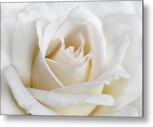Rose Metal Print featuring the photograph Ivory Rose Flower by Jennie Marie Schell