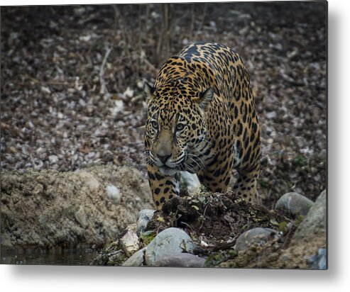 Jaguar Metal Print featuring the photograph Jaguar 3 by Phil Abrams