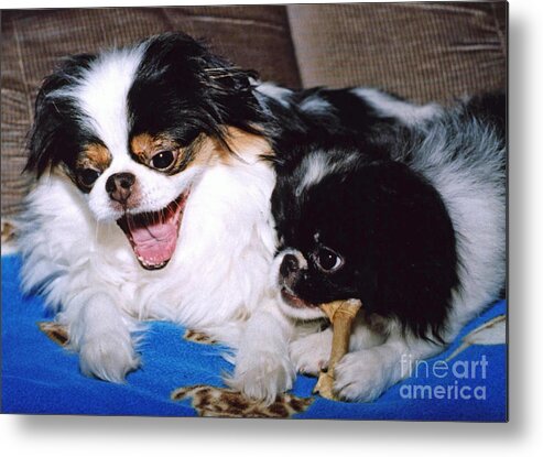 Japanese Chins Metal Print featuring the photograph Japanese Chin Dogs Hanging Out and Telling Stories by Jim Fitzpatrick