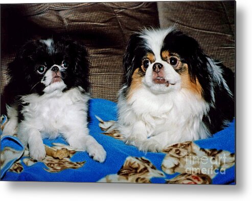 Japanese Chins Metal Print featuring the photograph Japanese Chin Dogs Looking Guilty by Jim Fitzpatrick
